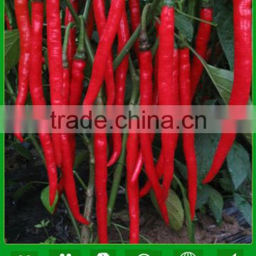 P04 no.301 high quality hybrid chilli seeds, vegetable seeds