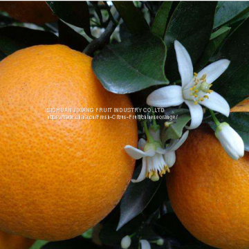Juicy Chinese Orange /summer Orange photo-3