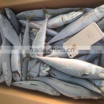 BQF 200-300g whole round seafrozen pacific mackerel