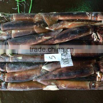 Frozen Argentina Squid Raw Material