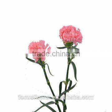 2017 Most Popular Cut Fresh Pink Carnation With Competitive Price