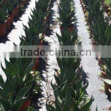 Agave Salmiana Var. Ferox "Manguey de Pulque" in 8 Liters Pot photo-2