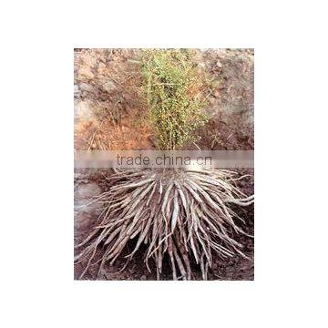 Asparagus Racemosus Root Extract photo-3