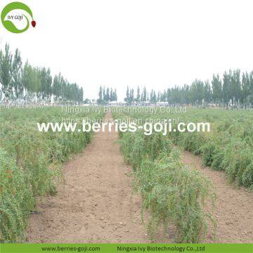 Factory Hot Sale Dried Himalayan Goji Berries photo-3