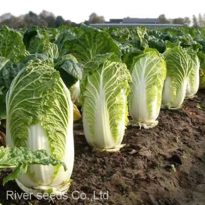 2200pcs Green Leaf Vegetables Brassica Rapa Pekinensis Seed Hybrid Fast Growing Chinese Cabbage Seeds photo-2