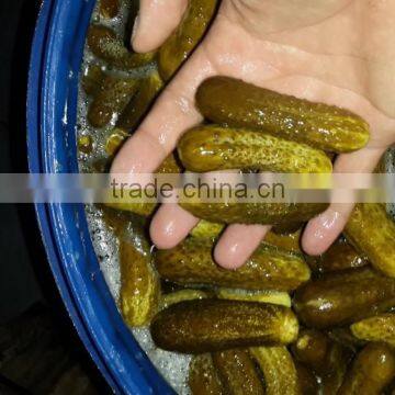 Cornichons in Acetic Acid