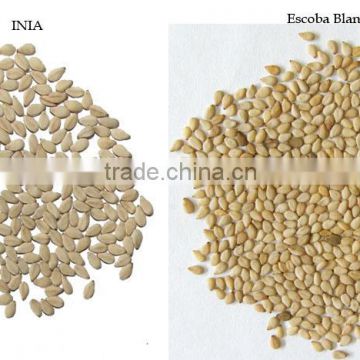 Sesame seeds new crop 2014