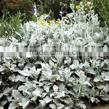 Colorful hot sale new fresh Senecio cineraria