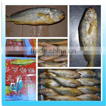 Frozen Yellow Croaker Fish