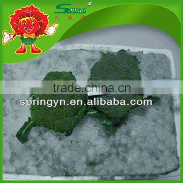 Fresh Broccoli_ Good Quality Frozen Broccoli Spears photo-4