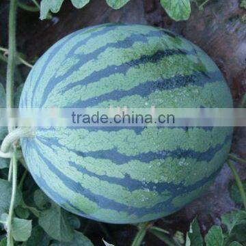 Singyan 2 round shape tough rind hybrid watermelon seeds