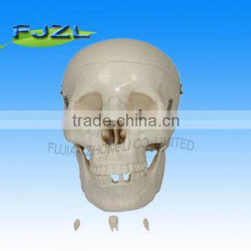 Life-size human skull model