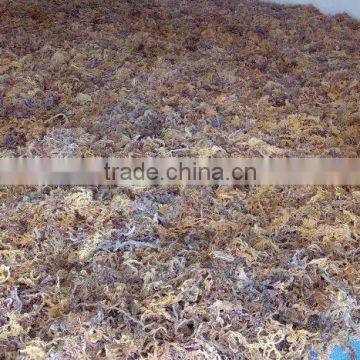 Seaweed Eucheuma Cottonii Origin Sulawesi