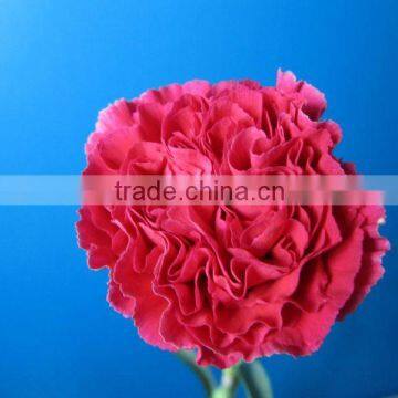 Fresh Cut Flowers Long Stem Single Head Red Carnation From Yunnan China photo-2