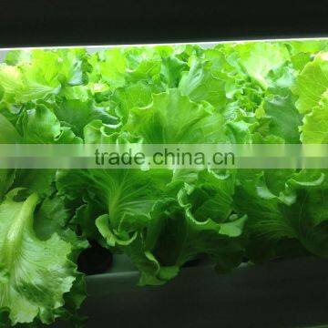 2016 Aeroponics System Hydroponics System Plant Factory for Greenhouse/indoor/garden Decoration photo-2