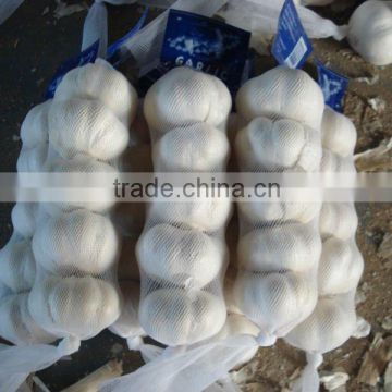 Chinese garlic