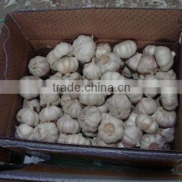 new crop fresh normal white garlic