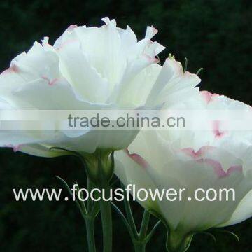 Real Touch Artificial Flower Wholesale Factory Purple Eustoma Cut Flowers From Focus From Yunnan