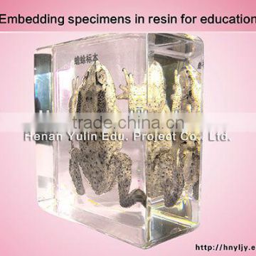 3D primary school standard toad specimen for biology teaching