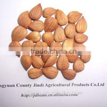 apricot kernel for sale ,bitter apricot kernel for sale,sweet apricot kernel