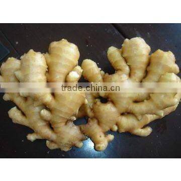 China fresh ginger