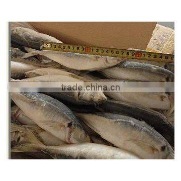 atlantic horse mackerel 16cm+