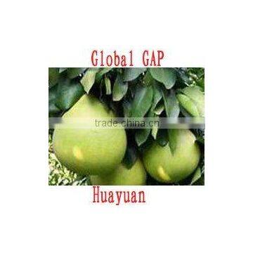 Chinese Guanxi Fresh Shatian Pomelo