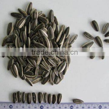 sunflower seeds black long shape 22/64