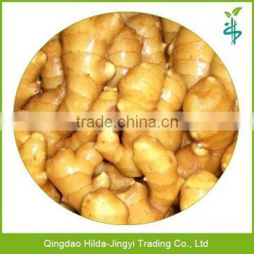 Yellow Ginger Price of Fresh Ginger