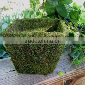 moss covered pots