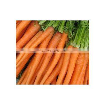 China Fresh Carrot