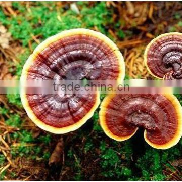 Reishi Mushroom P.E.