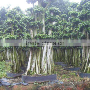 Ficus Microcarpa bonsai