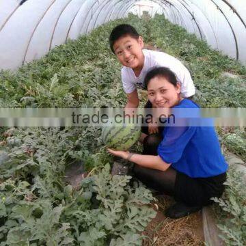 UV Protect Anti Fog Transparent Co Extruded PE Cover Film PE Mulch Film for Watermelon Greenhouse photo-2