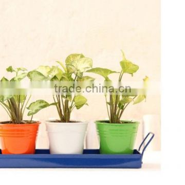 Indian Planters large outdoor garden | Metal Planter