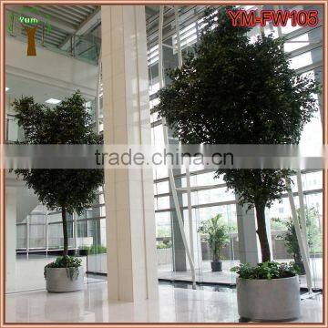 Customized Real Wood Ficus Tree photo-5