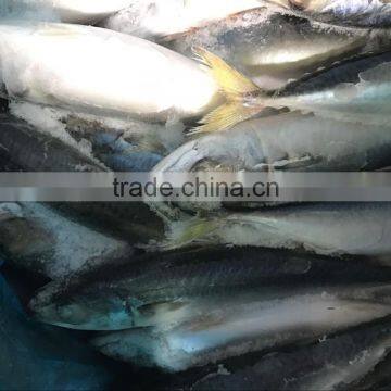 New promotion sea frozen pacific mackerel 200-300g for xcmg spares parts