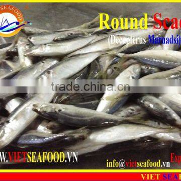 FROZEN MARUADSI (ROUND SCAD)
