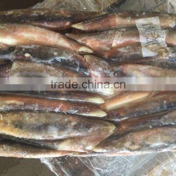 150-200g Illex Argentinus Squid Frozen Squid photo-5