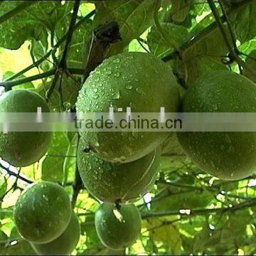 Momordica Grosvenori Concrete photo-2