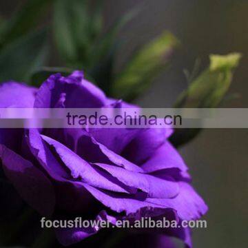 2017 Popular Top Sell Artificial Purple Eustoma Flower