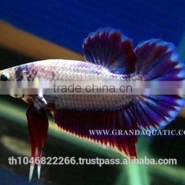Betta Fish Farm For Sale and Aquarium Fish Exporter photo-2