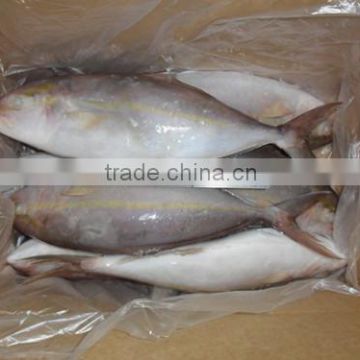 Frozen fresh Hamachi yellowtail fish whole round in good quality