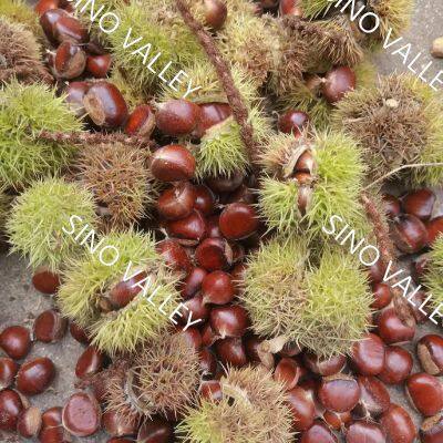 China Authentic Taishan Organic Fresh Chestnut Nutritious Sweet With NOP HALAL HACCP KOSHER Chinese Exporter Wholesale photo-4