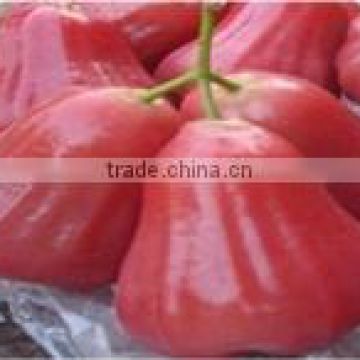 Organic fresh rose apple fruit