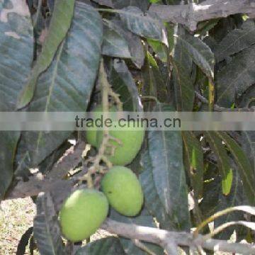 Fresh Mango from Pakistan