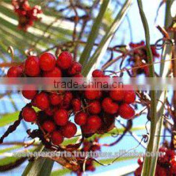 Gloriosa Superba Seeds from Tamil Nadu,India