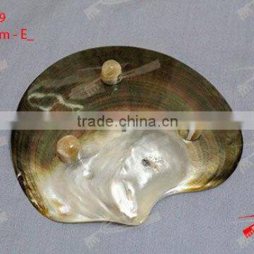 Shell / MOP plate