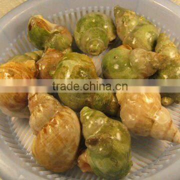 Frozen Cooked Whelk Whole (buccinum undatum)