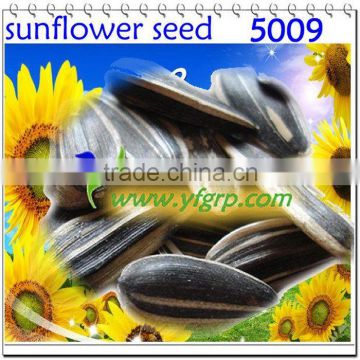 crisp sunflower seeds by roasted with paper package